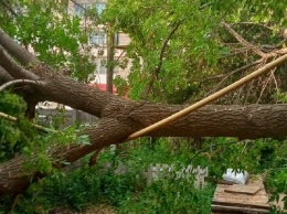 В Саратове дерево упало на газовую трубу, аварийные службы бездействуют