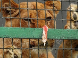 В Успенском районе лев напал на ребенка, который хотел сделать селфи с хищником