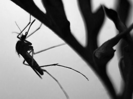 На Камчатку обрушился «торнадо» из комаров