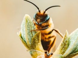 Алтайские ученые придумали лечить пчел хвоей