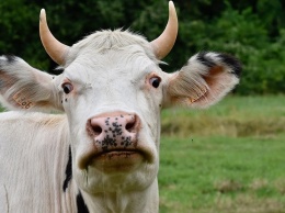 Под Саратовом у коров найдена опасная для человека инфекция
