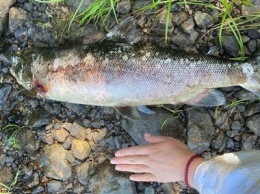 Десятки мертвых особей ценных рыб обнаружены в реке в Карелии