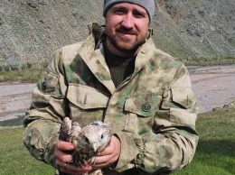 Выращенное в Алтайском крае потомство конфискованных соколов балобанов вернулось в родное гнездо