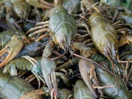 У саратовских рыбаков изъяли 45 килограммов рыбы и рака