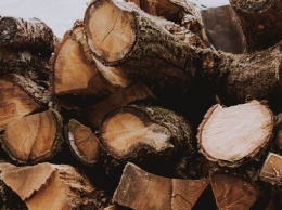 С 2022 года в России вводится запрет на вывоз необработанной древесины