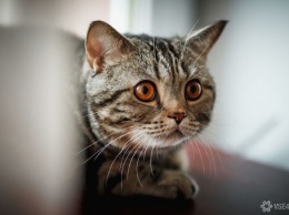 Международные ученые выявили восприимчивость к COVID-19 у кошек