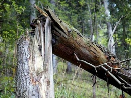 111 аварийных деревьев убрали в Ульяновске