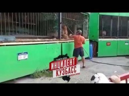 Кузбассовцы пожаловались на жестокое обращение с тиграми и львами в передвижном зоопарке