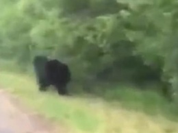 На дороге в Калужской области сняли бурого медведя