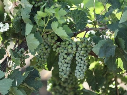 В развитие виноградарства и виноделия на Кубани вложено 3,3 млрд рублей за последние 5 лет
