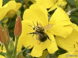 Заполненный пчелами пень во дворе дома перепугал кемеровчан