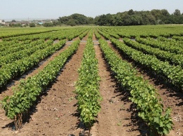 Подходящие для виноградников земли защитят от застройки на Кубани