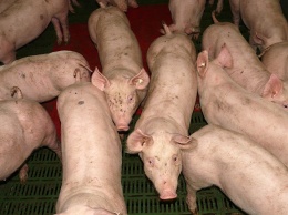 АЧС в Саратовской области. В 5 км от карантинного очага изымут всех свиней