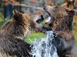 Медведь в Красноярском крае растерзал туриста