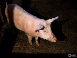 Кузбасская свиноферма попалась на грубых нарушениях