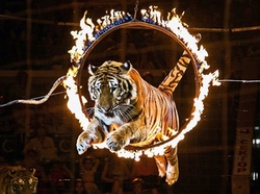 Старооскольские ветеринары приняли роды у тигрицы из цирка