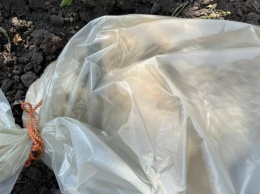 Жительница Саратова нашла в лесу труп далматинца после платной "кремации"