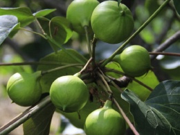 Смертельно опасные плоды тунгового дерева созрели сочинском дендрарии