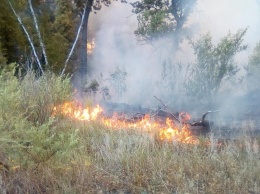 Под Саратовом 16 часов тушили лесной пожар