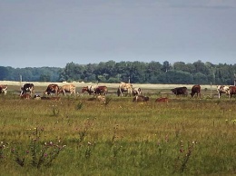 Пять миллиардов инвестиций: в селе Яново Алтайского края планируют построить молочную ферму
