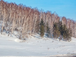 Власти захотели рубить кедровый лес для борьбы с новым вредителем в Кузбассе