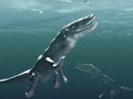 Учеными найдены останки древнего кита, умевшего ходить по суше