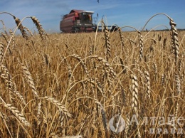 Новый сорт яровой пшеницы создали в Алтайском крае