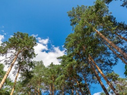 Кузбасский предприниматель создал ОПГ для вырубки и сбыта деревьев