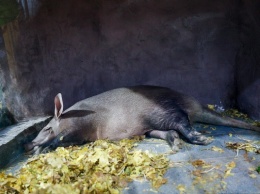 Трубкозуба в Калининградском зоопарке вновь разбудили. На этот раз - чтобы узнать его вес