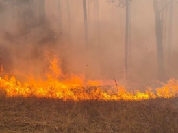 В Саратовской области горели больше 58 гектаров леса