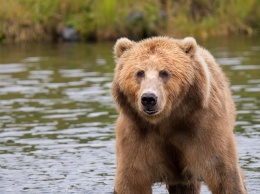 Медведь разозлился на туристов, которые мешали ему спокойно плыть по Телецкому озеру