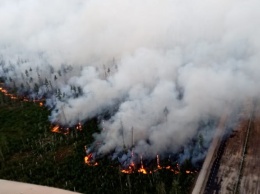 За неделю площадь лесных пожаров увеличилась в области в 2,5 раза