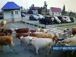 Коровы устроили массовый "захват" территории абаканского аэропорта