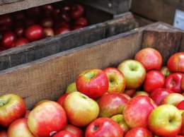Рассказавшая россиянам о пользе яблок диетолог посоветовала не выбрасывать червивые плоды