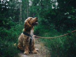 Власти запретят кемеровчанам выгуливать собак где захочется