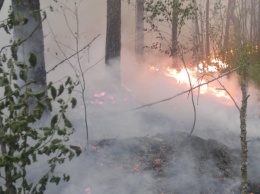 Загорелся лес в Базарно-Карабулакском районе