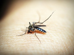 Роспотребнадзор предупредил россиян о передаваемых через комаров инфекциях