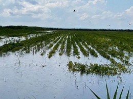 Прошедший в Краснодарском крае циклон может негативно сказаться на урожае риса и винограда