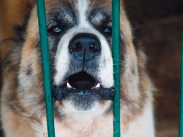 Соцсети: дикие собаки напали на прохожую в Кузбассе