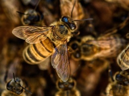 Массовая гибель пчел произошла в Мостовском районе