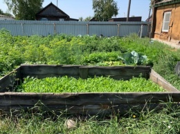 Жительнице Родинского района грозит уголовный срок за маковый цветник на огороде