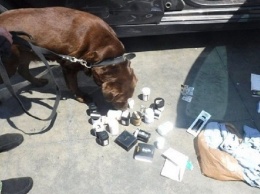 На Кубани служебная собака нашла наркотики в машинах, доставленных по морю из США