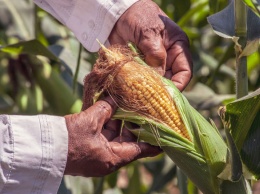 Гастроэнтеролог предупредила россиян об опасности кукурузных рыльцев для переболевших COVID-19