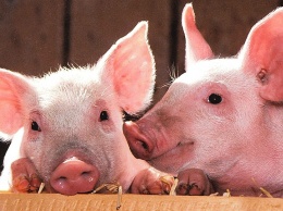 АЧС. За изъятых свиней саратовцы уже получили 2,6 млн рублей