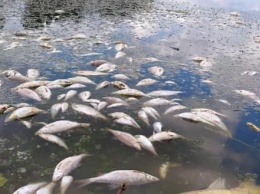 В Калужской области продолжается массовая гибель рыбы