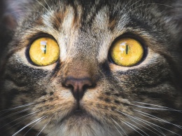 Соцсети: кемеровчане оставили кошек умирать от голода в своей квартире