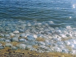 На Украине решили судиться с Россией из-за нашествия медуз в Азовском море