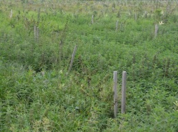 Власти Зеленоградска назвали число погибших саженцев, высаженных взамен леса