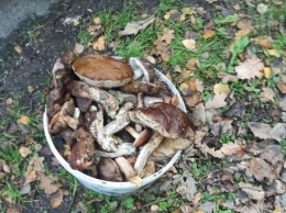 Пропавшую накануне в Багратионовском округе пенсионерку из леса вывел другой грибник
