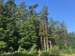 Прокуратура назвала выставленный на продажу лес в Светлогорске полученным незаконно